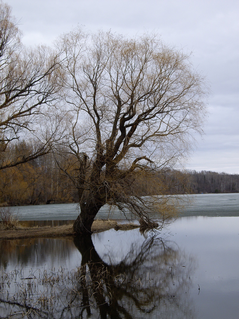 Coleraine, MN Tree by the lake photo, picture, image (Minnesota) at