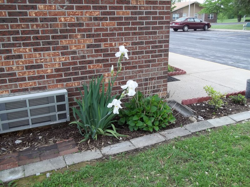 Sturgis, KY 1st Full Blooms at Kelly Brook photo, picture, image (Kentucky) at