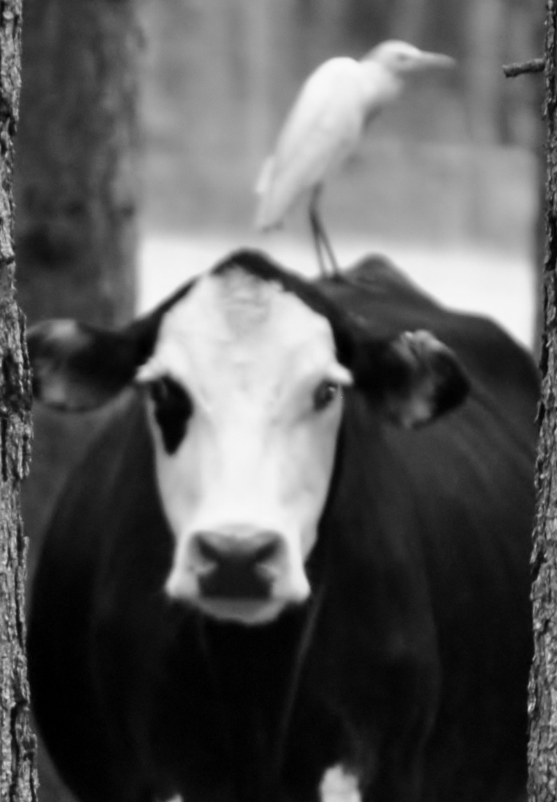 Soperton, GA Weight on your shoulder photo, picture, image