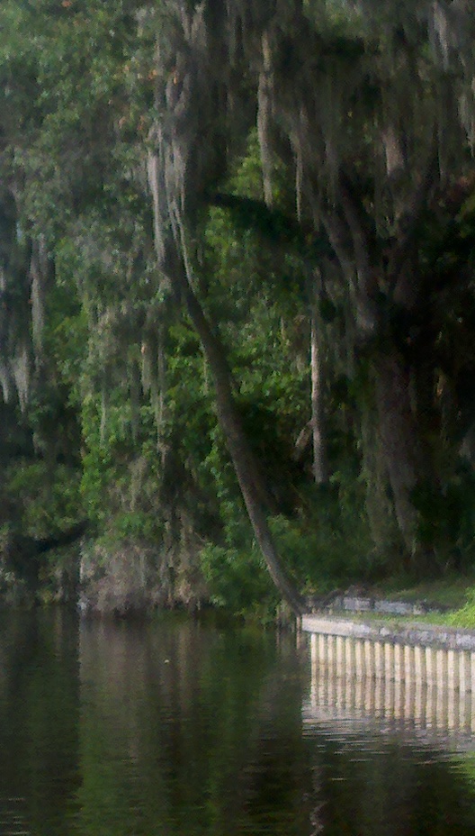 Welaka, FL Moss laden trees on the banks of The St. Johns River photo