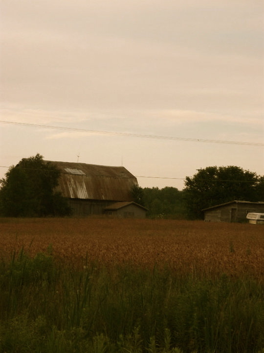 Port Austin, MI Old barn looking over the wheat field photo, picture