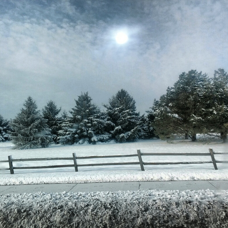 Brookings, SD A cold day in the garden. photo, picture, image (South