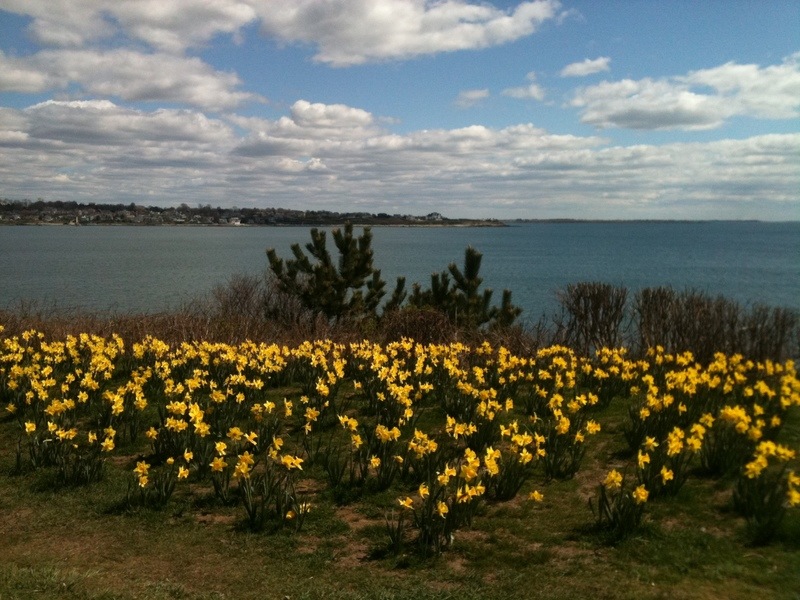 Newport, RI Yellow Daffodils photo, picture, image (Rhode Island) at