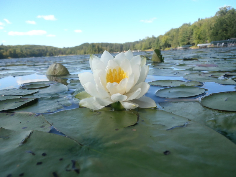 Emily, MN Beautiful Island Lake, Emily, Summer Lillies photo, picture