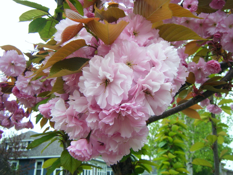 Gladstone, MI A flowering tree in Gladstone on Dakota Ave. photo