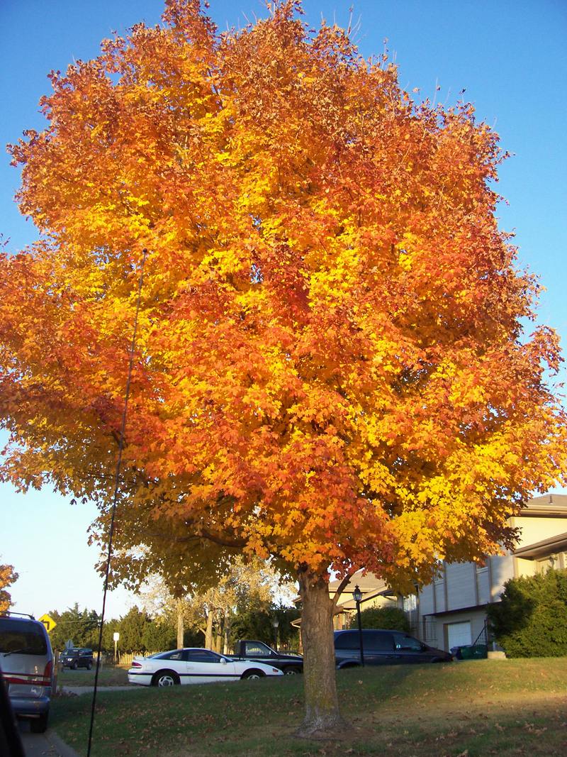 Manhattan, KS Fun Fall Foliage photo, picture, image (Kansas) at city