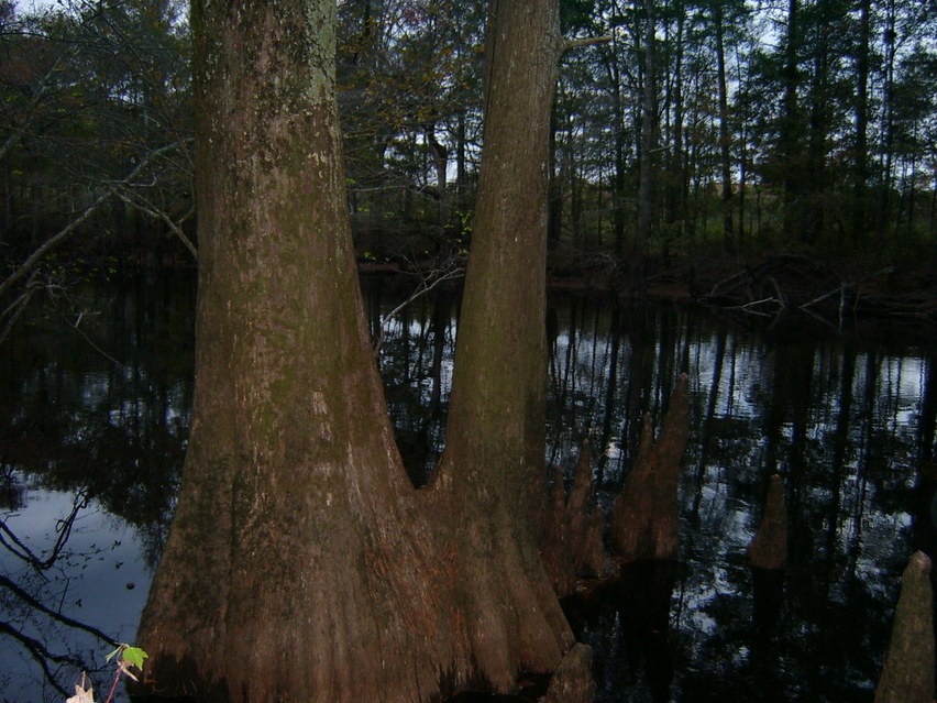 Lumberton, NC Cypress in Stephen's Park, Lumber River Riverside