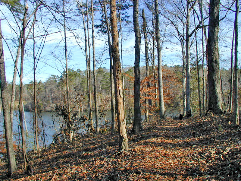 Boyce, LA Wild Azalea Trail near Boyce, LA photo, picture, image
