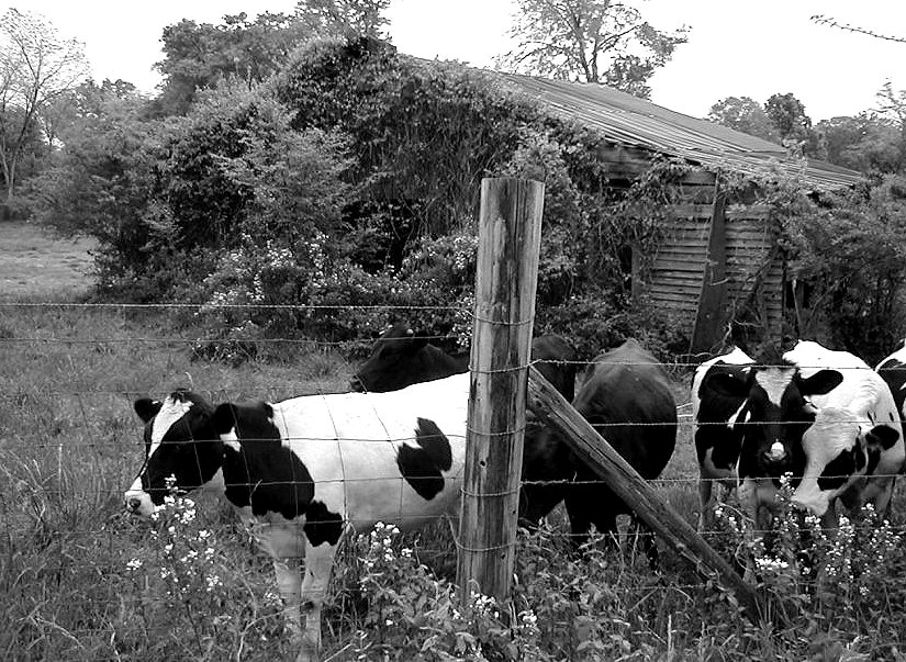 Carnesville, GA B&W COWS photo, picture, image at
