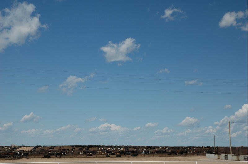 Brush, CO Cattle photo, picture, image (Colorado) at