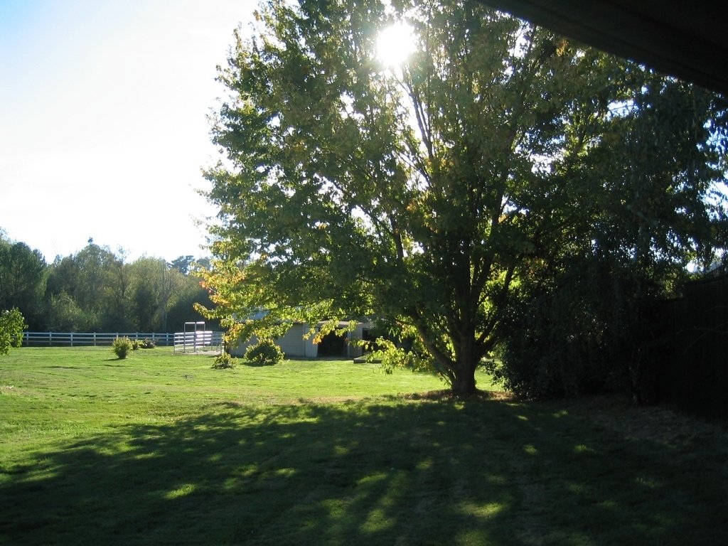 Sebastopol, CA My backyard photo, picture, image (California) at