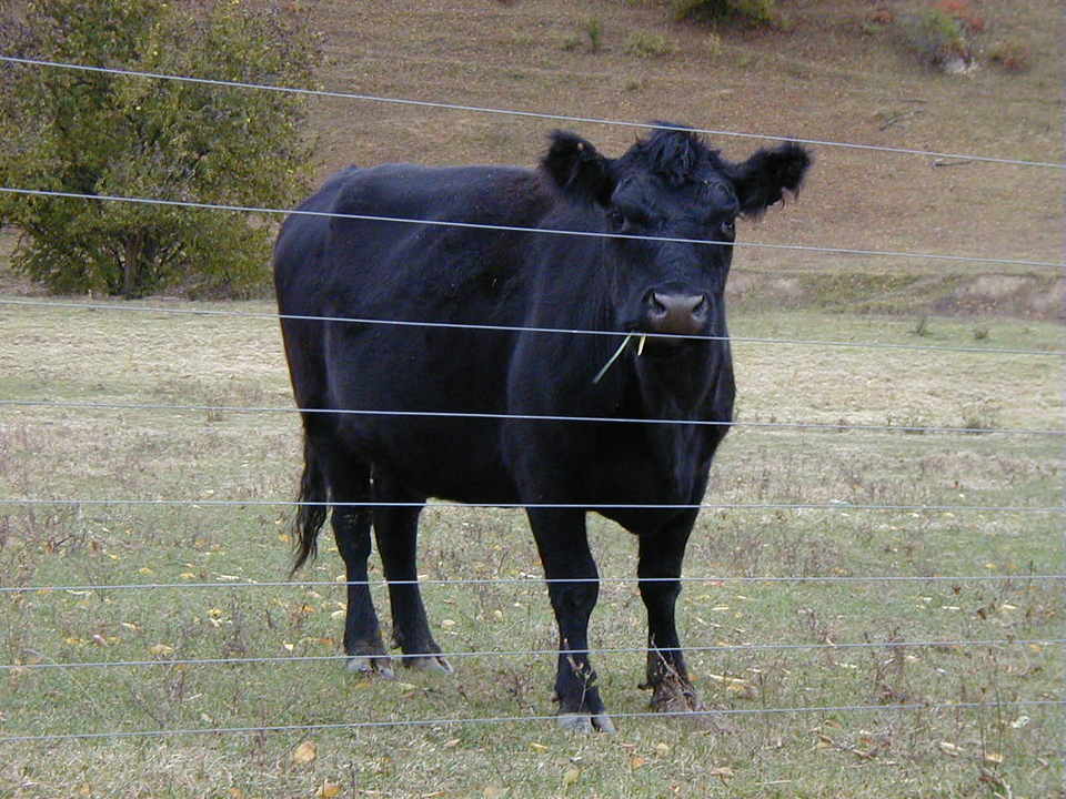 Weyers Cave, VA More Cows Than People in Weyers Cave photo, picture
