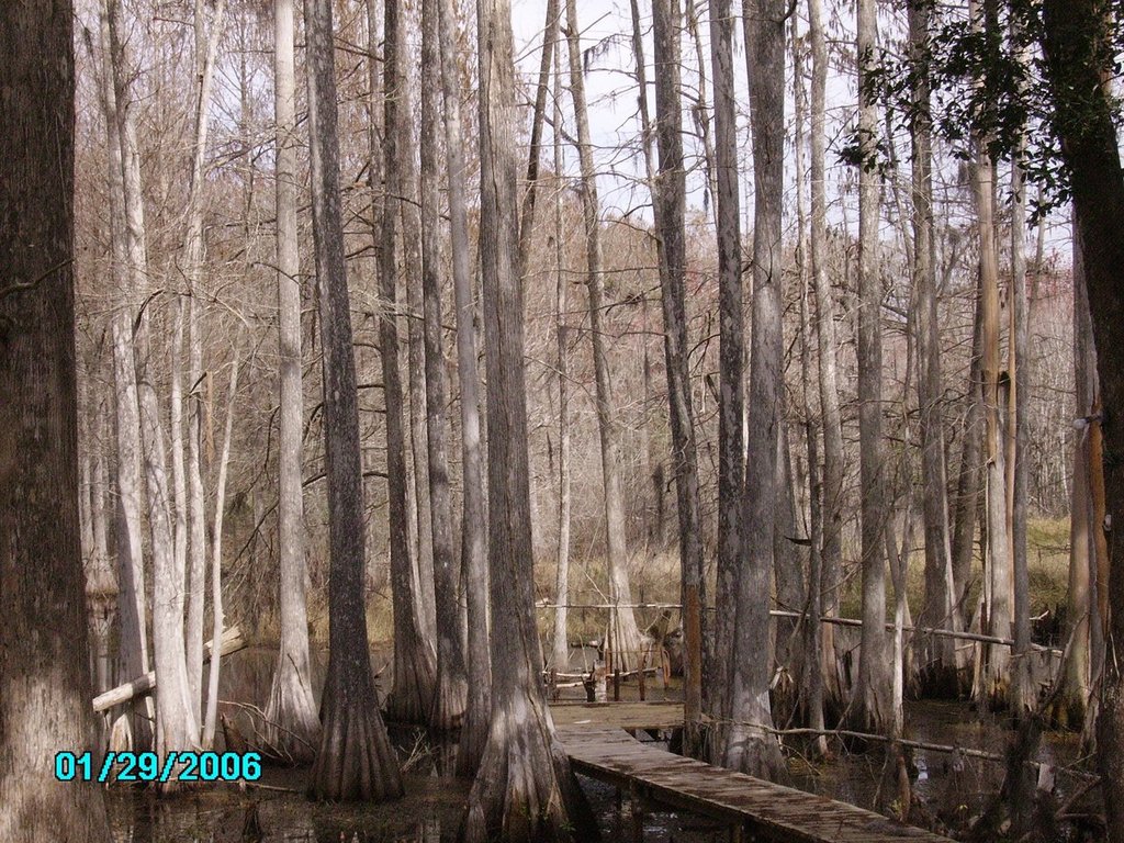 Floral City, FL Lake Bradley Floral City photo, picture, image