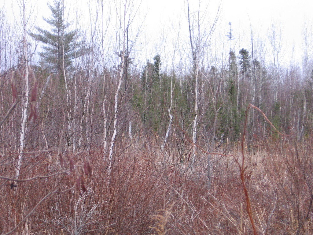 Greenbush, ME Greenbush woods in winter photo, picture, image (Maine