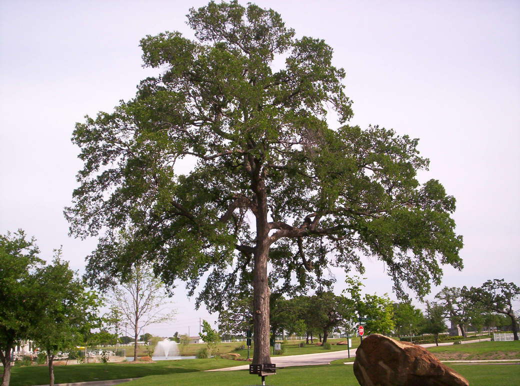 Aubrey, TX Providence Village Neighborhood 15 miles south of Aubrey photo, picture, image