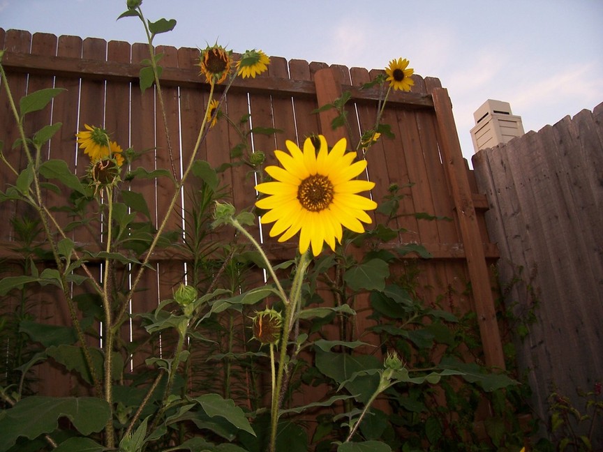 Plano, TX Sunflowers photo, picture, image (Texas) at
