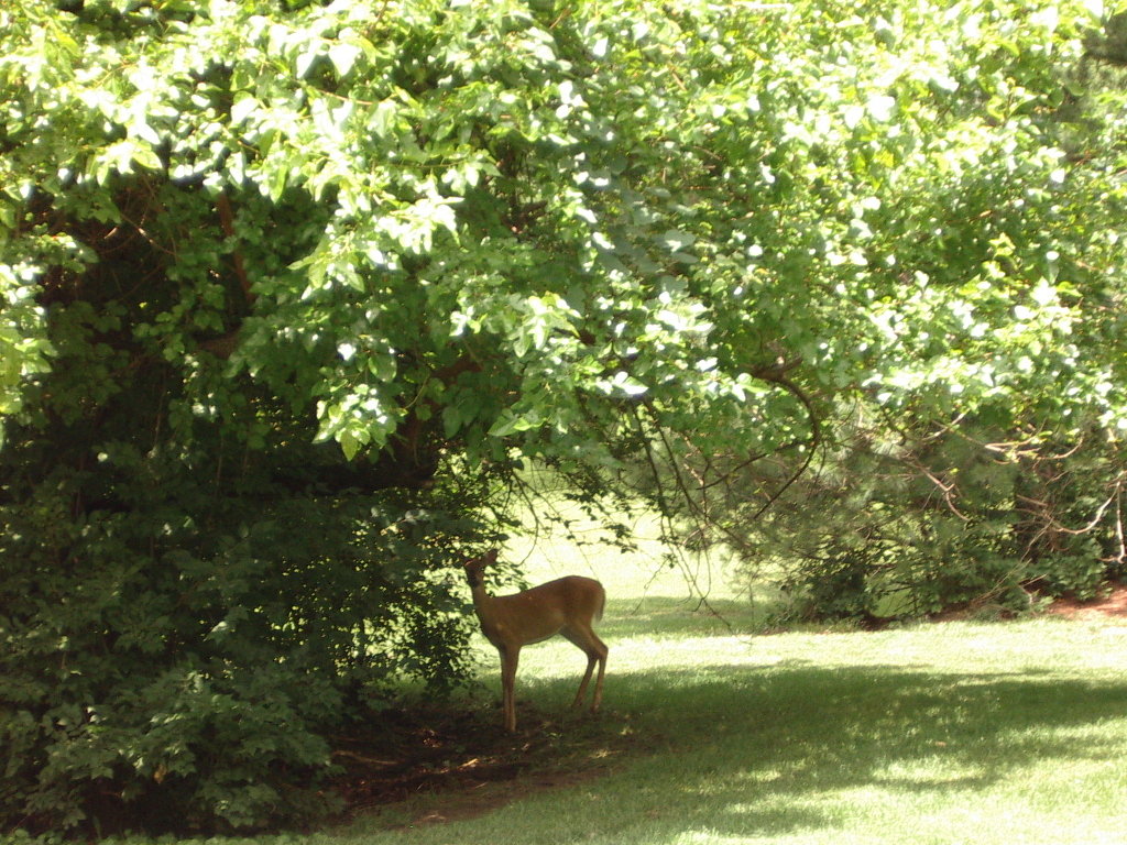 Moberly, MO Baby deer in town photo, picture, image (Missouri) at