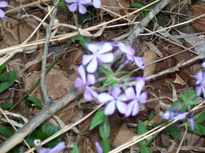 Nixa, MO wild purple flowers photo, picture, image (Missouri) at city