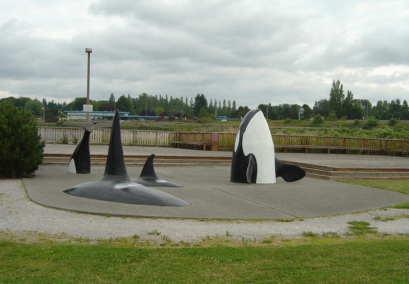 Blaine, WA Orca Whales In Blaine Washington's Waterfront Park photo