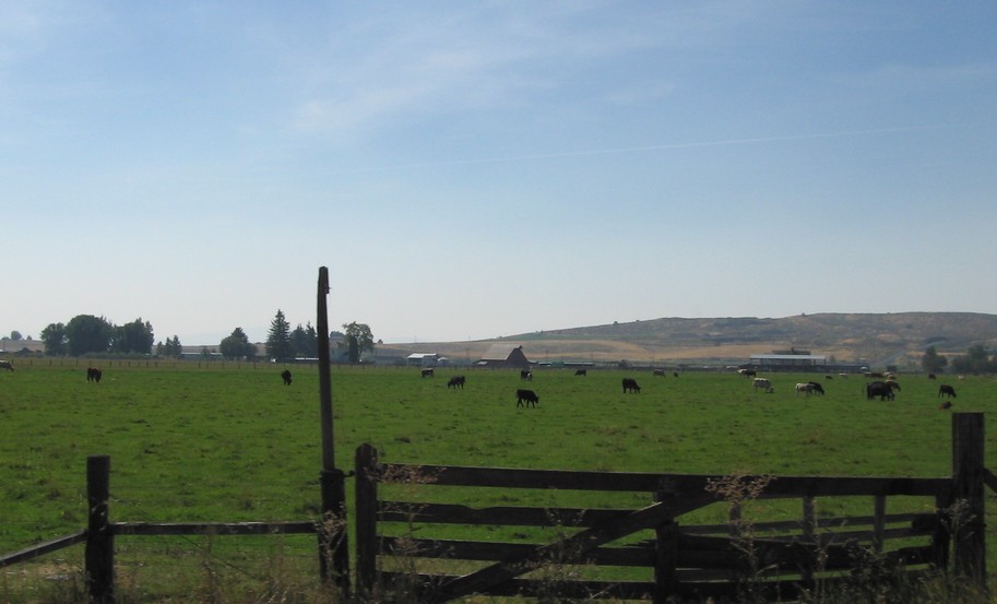 Merrill, OR Meat on the hoof..... photo, picture, image (Oregon) at