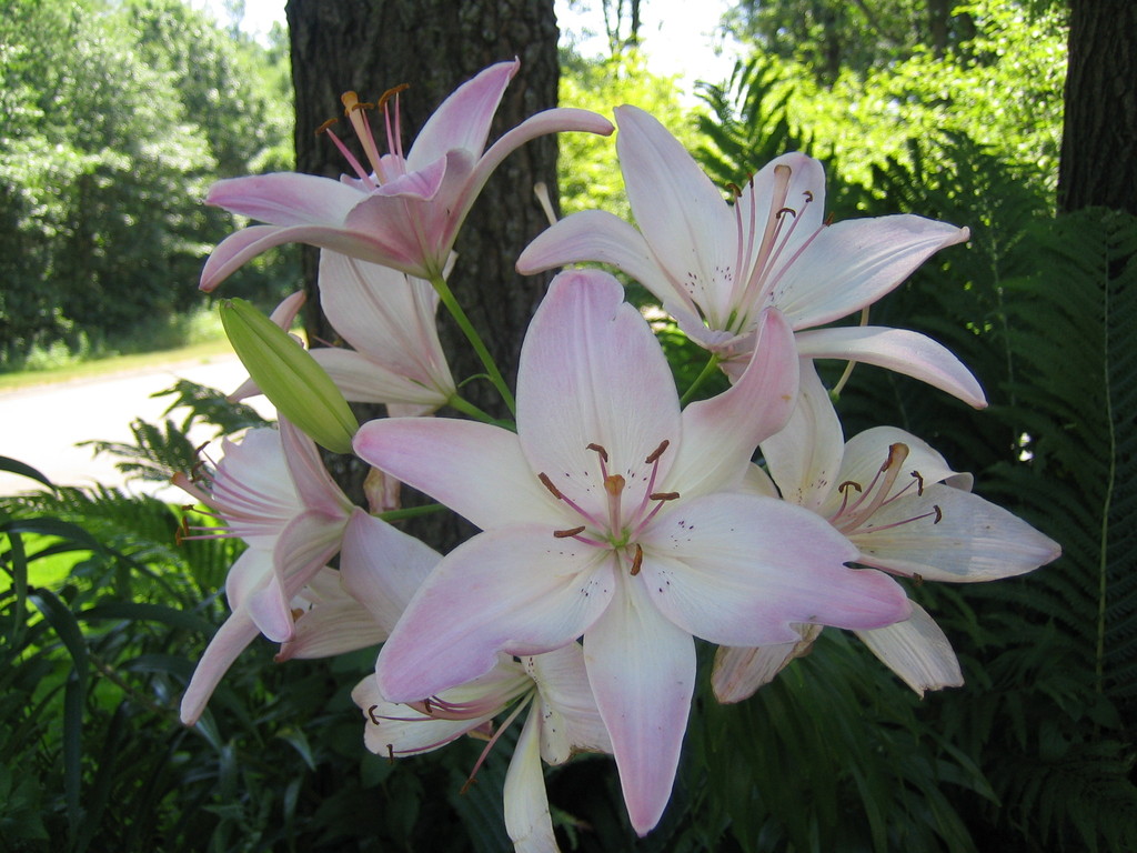 Ramsey, MN flowers photo, picture, image (Minnesota) at