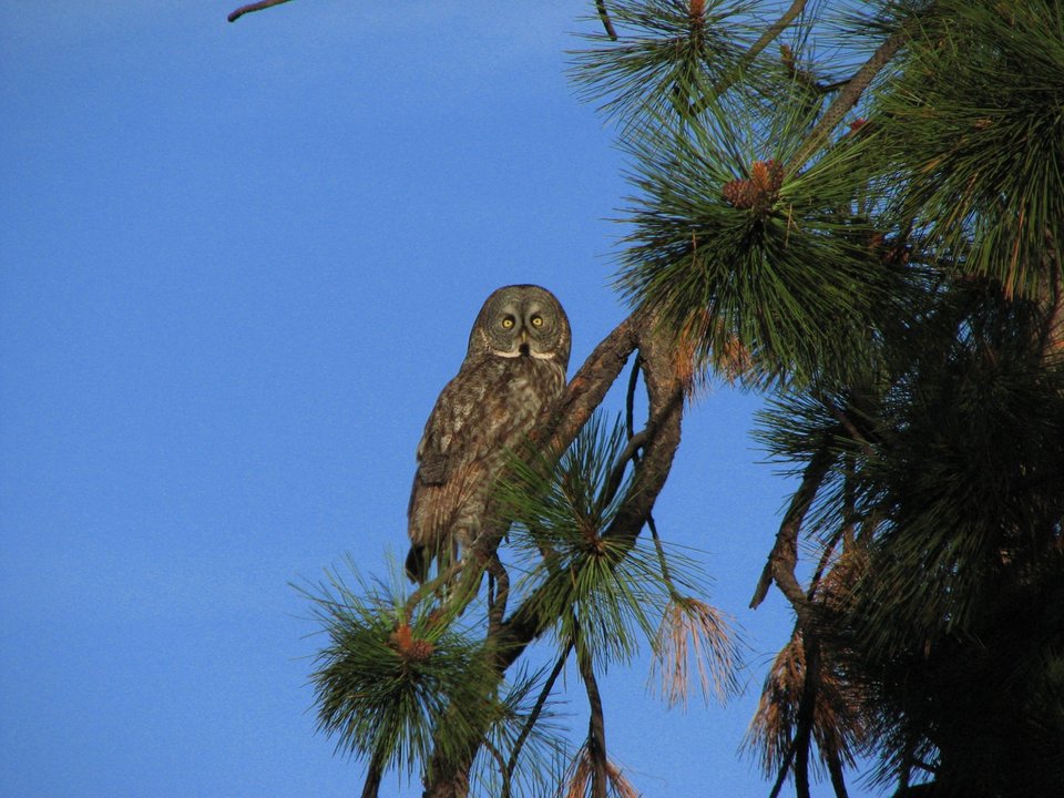 La Pine, OR Owl in Pondersoa Pine tree near Little Deschutes River