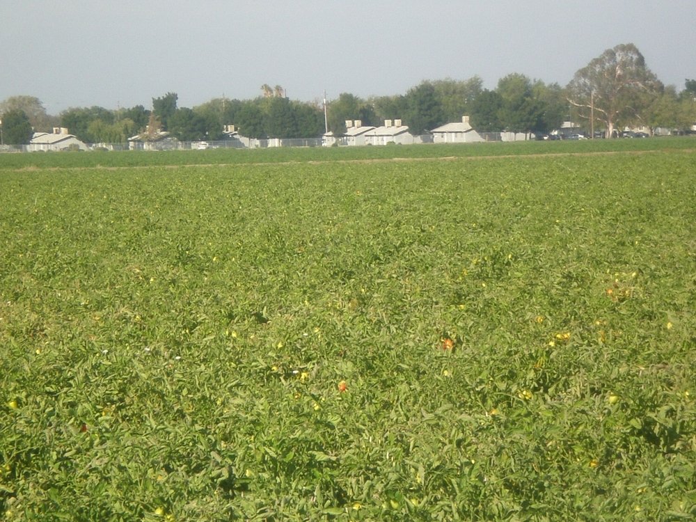 Westley, CA Tomato Field Just West Of Westley Migrant Workers Housing