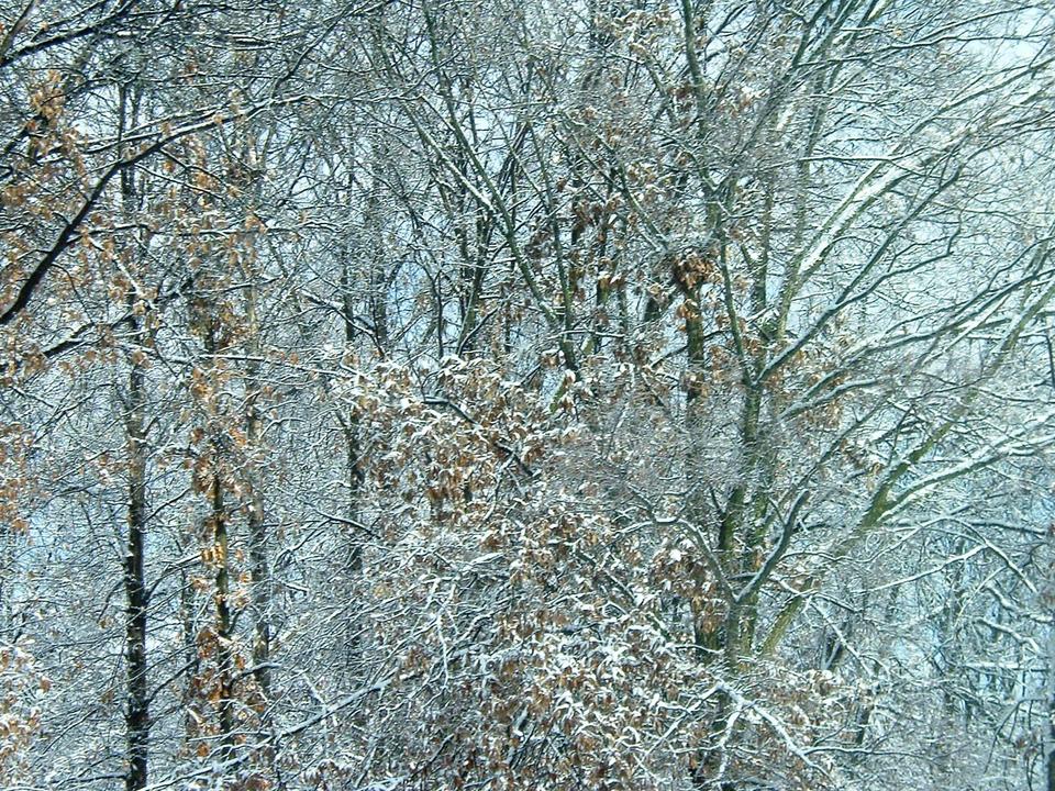 St. Peters, MO Ice in the trees near my home in St. Peters photo