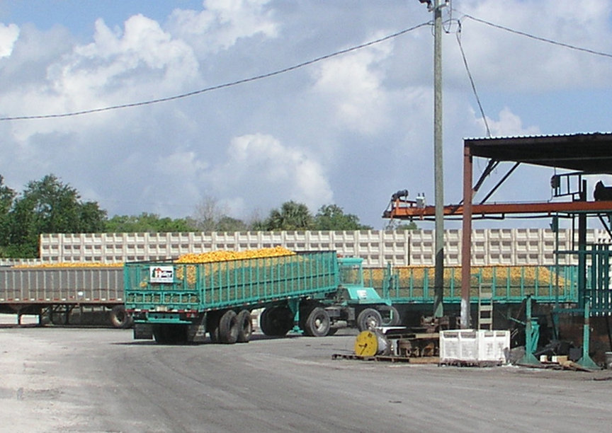 Winter Garden, FL Delivery of Oranges to the Juice Mill photo, picture, image (Florida) at