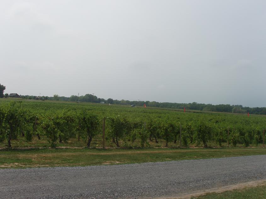 Interlaken, NY Vineyards at Interlaken, NY photo, picture, image (New