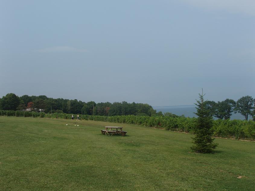 Interlaken, NY Vineyards at Interlaken, NY photo, picture, image (New