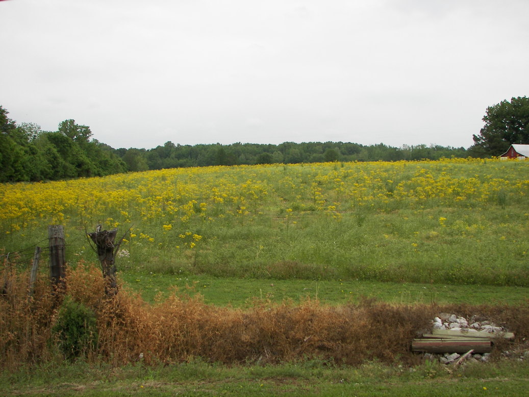 Dresden, TN Heading toward Martin from Dresden photo, picture, image