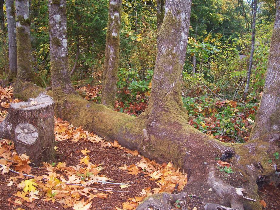 Bainbridge Island, WA trees growing out of fallen tree photo, picture