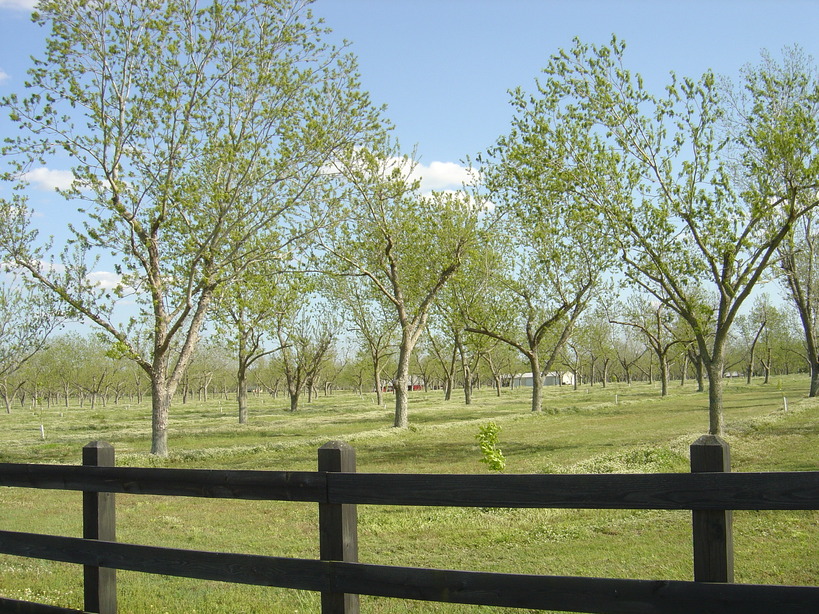 Foley, AL Pecan Grove, Foley photo, picture, image (Alabama) at city