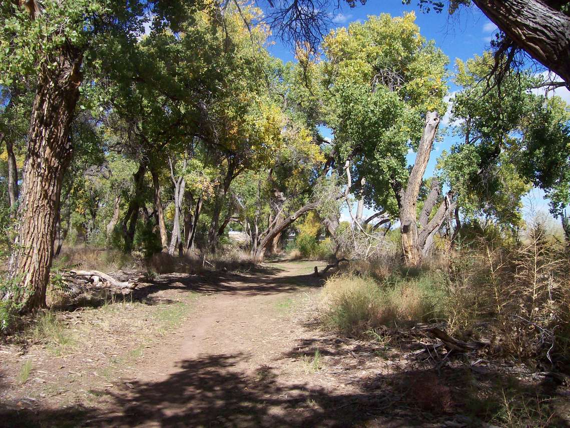 Albuquerque, NM the bosque cottonwood forest in the middle of the