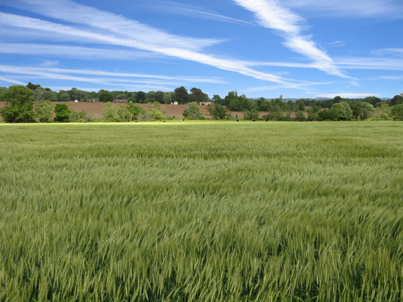 Hazel Green, AL Wheat field, Cornell Road, Hazel Green, AL photo