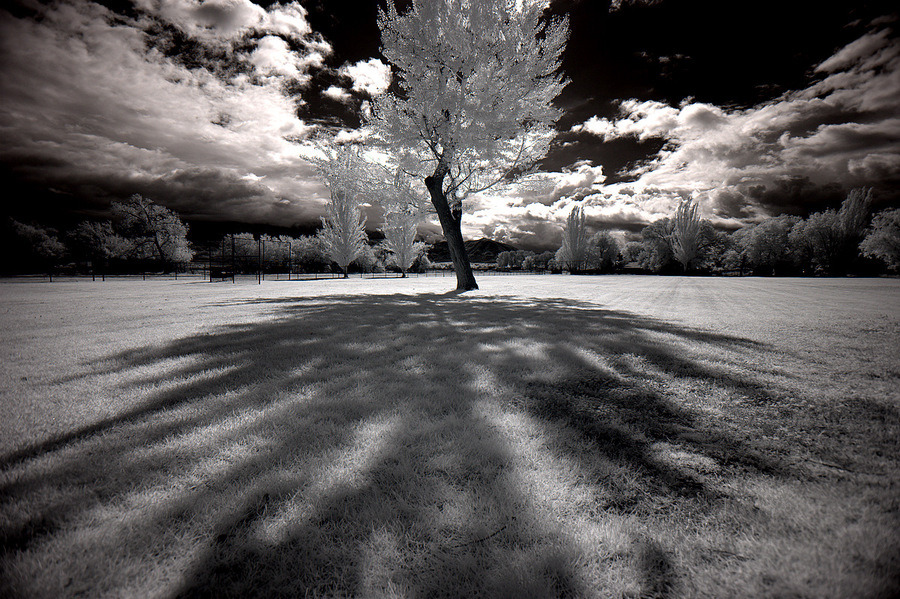 Goshen, UT An infrared picture of a tree in Goshen, Utah. photo
