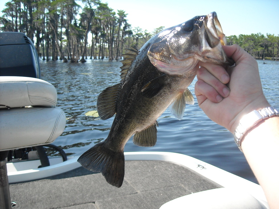 Lakeland, GA Bass fishing on Banks Lake Lakeland GA photo, picture