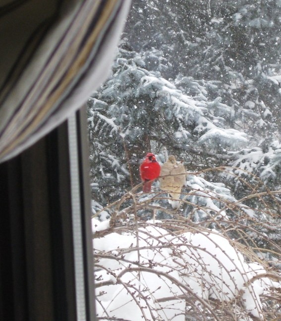 Westmoreland, NY Cardinal and Dove sitting in the weeping Cherry in