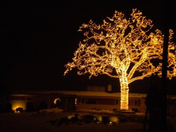 Bloomington, MN The Big Tree. The owners light up every branch every