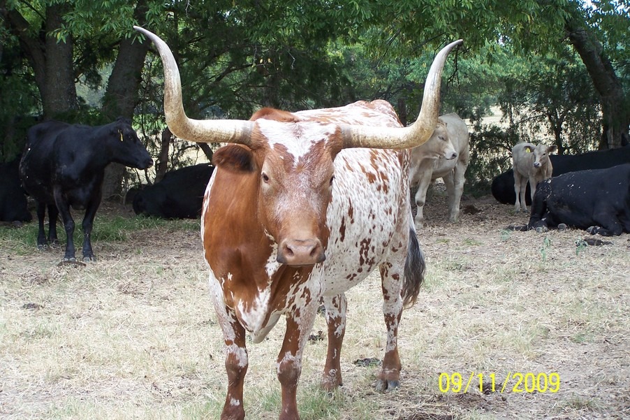 Fate, TX Home on the Range Commerce, texas photo, picture, image (Texas) at