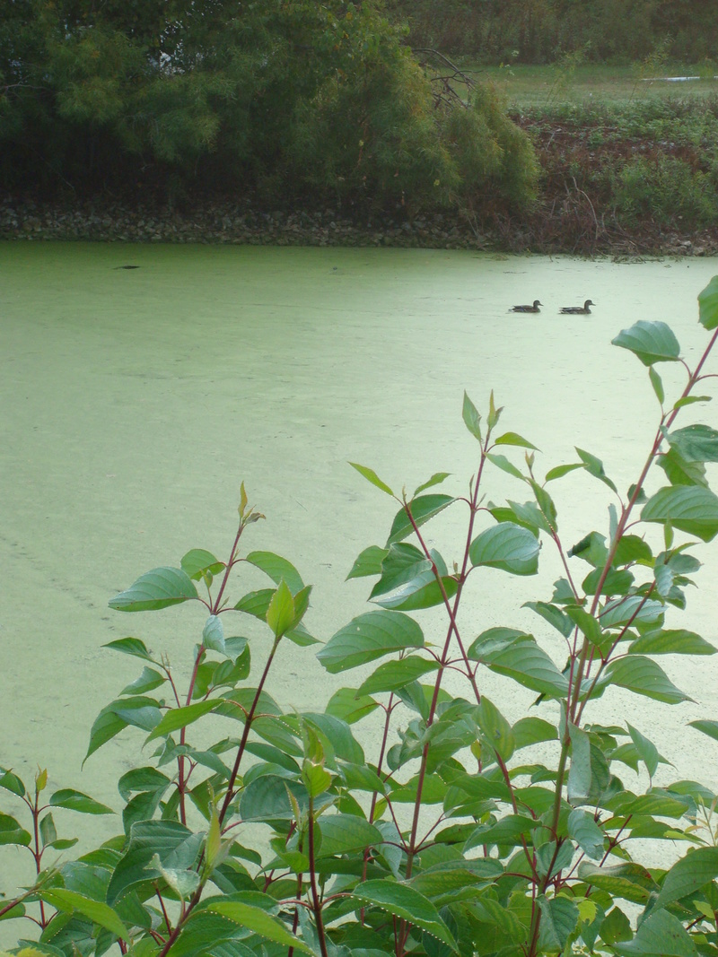 Suamico, WI Suamico draped in emerald photo, picture, image