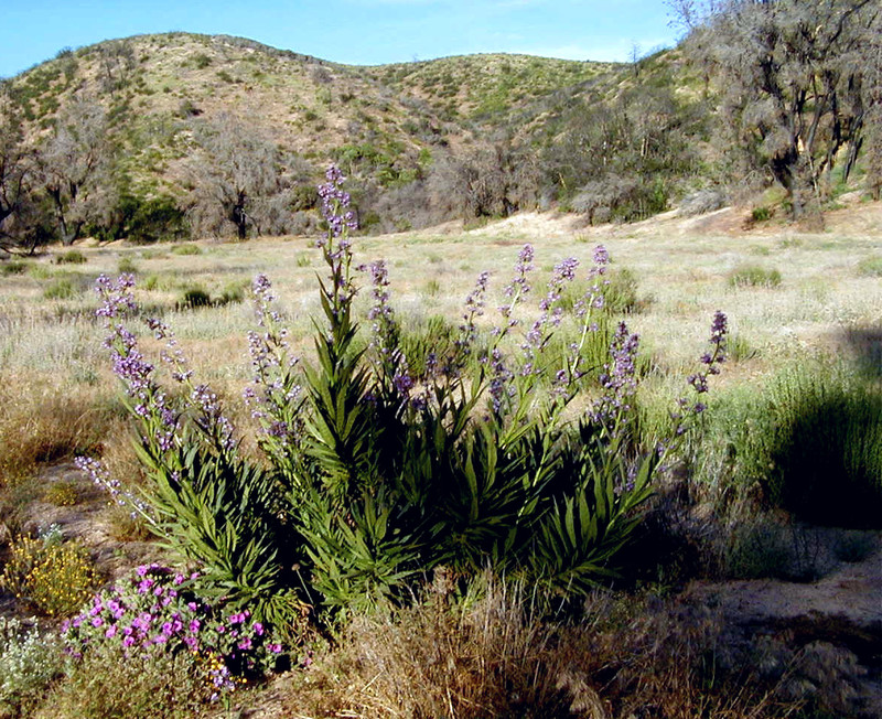Acton, CA flowers among the trash photo, picture, image (California