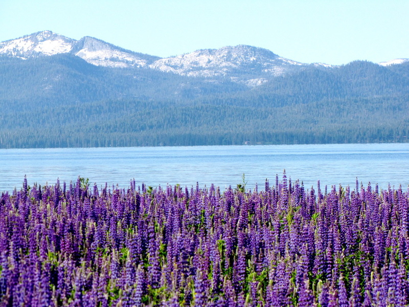 Truckee, CA photo, picture, image (California) at