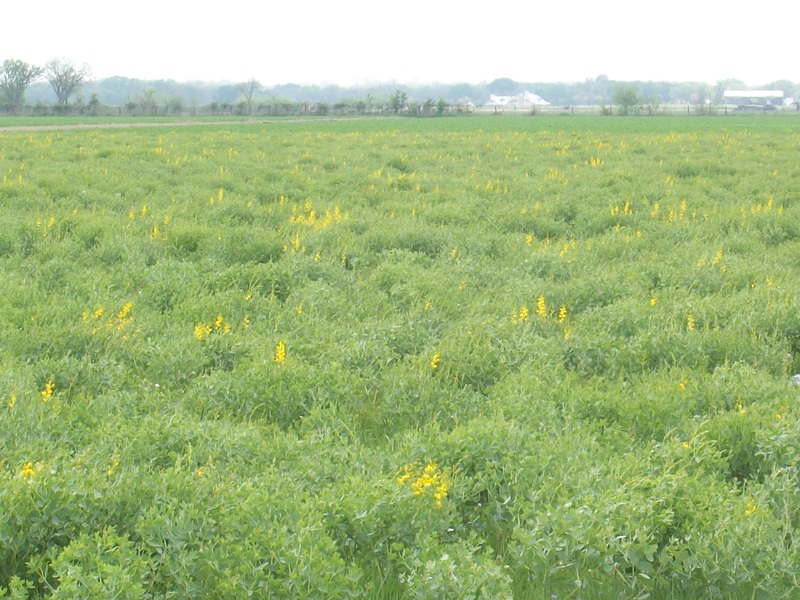 Kendleton, TX kendleton's beauty photo, picture, image (Texas) at