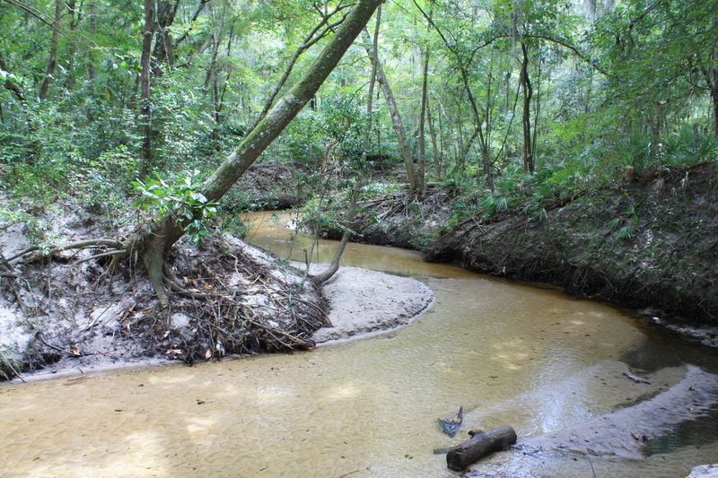 Gainesville, FL Hogtown Creek along Ring Park train in the heart of