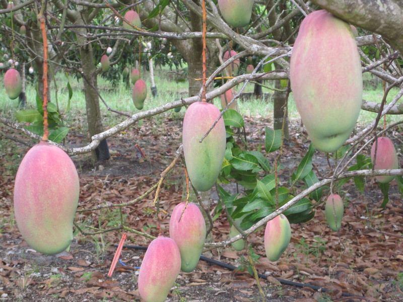 Bokeelia, FL Mango Orchard in Bokeelia photo, picture, image (Florida