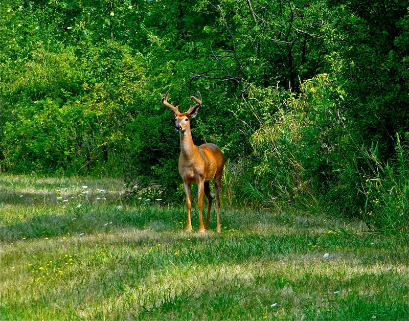 Seneca Falls, NY Velvet horned young buck in Seneca alls N.Y. photo