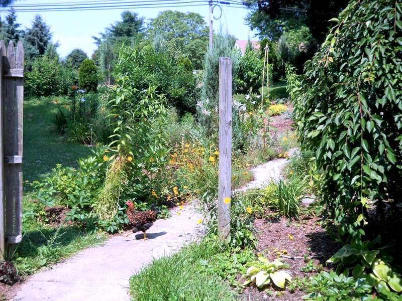 Reisterstown, MD Chickens in my yard. Edible gardening, beekeeping and chicken raising are
