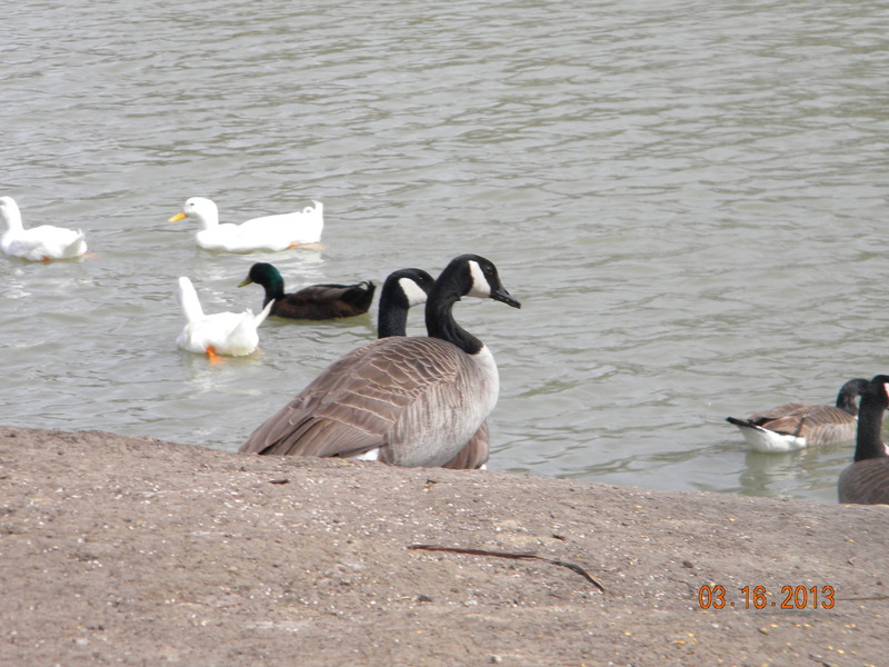 Owasso, OK Ducks on the pond at Elm Creek Park photo, picture, image
